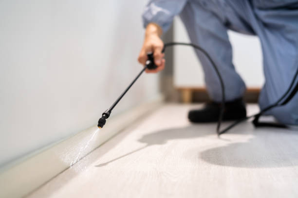 Bed Bug Pre-Treatment Preparation Assessment in Burbank