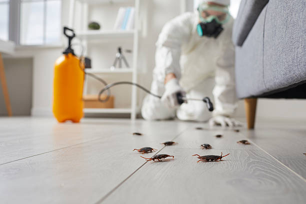 Post-Treatment Bed Bug Interceptor Monitoring in Burbank